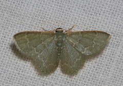 Chloropteryx