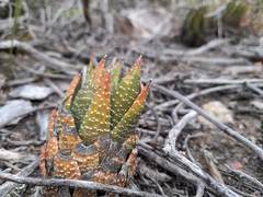 Haworthiopsis fasciata