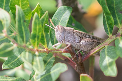 Calliptamus barbarus