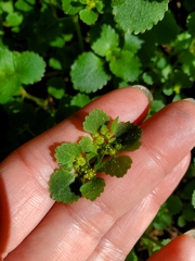 Chrysosplenium glechomifolium