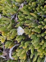 Delosperma uncinatum