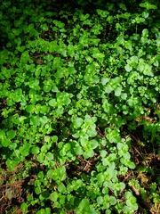 Chrysosplenium glechomifolium