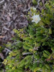 Delosperma uncinatum