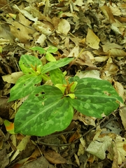 Trillium discolor