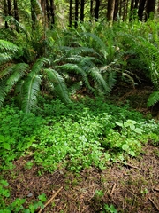Chrysosplenium glechomifolium