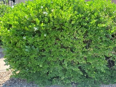 Carissa macrocarpa