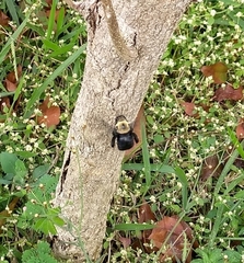 Xylocopa grisescens