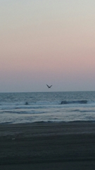 Pelecanus occidentalis