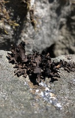 Umbilicaria polyphylla