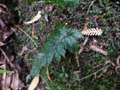 Abrodictyum elongatum