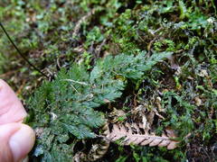 Abrodictyum elongatum