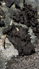 Umbilicaria polyphylla