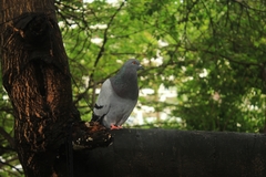 Columba livia