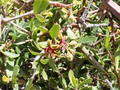 Periploca laevigata angustifolia
