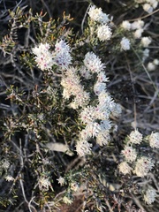 Trichocephalus stipularis