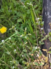 Cerastium fontanum
