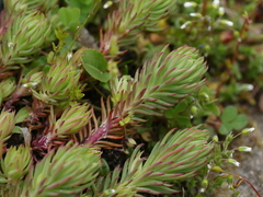 Petrosedum forsterianum