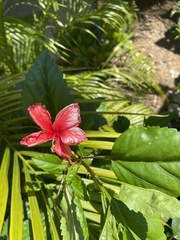 Hibiscus × archeri