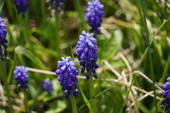 Muscari neglectum