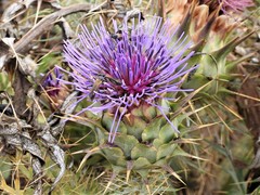 Cynara cornigera
