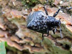 Cypherotylus tigrinus
