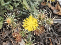 Centaurea sicula