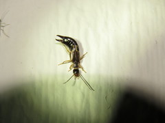 Euborellia cincticollis