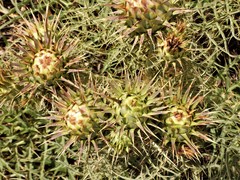 Cynara cornigera