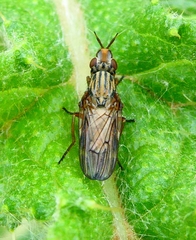 Dorycera graminum