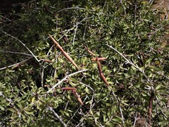 Periploca laevigata angustifolia
