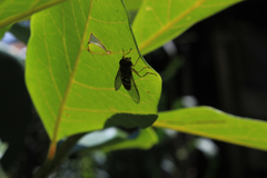 Brachycera