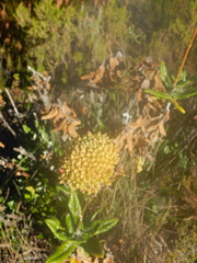 Hermas