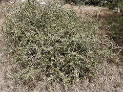 Periploca laevigata angustifolia