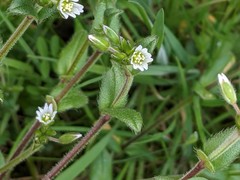 Cerastium fontanum