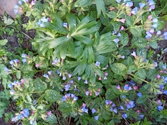Pulmonaria saccharata