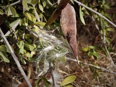 Periploca laevigata angustifolia