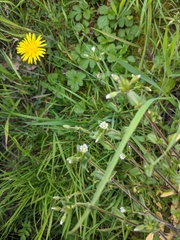Cerastium fontanum