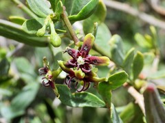 Periploca laevigata angustifolia
