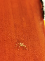 Philodromidae