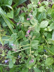 Pulmonaria saccharata