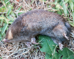 Chrysochloris asiatica
