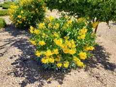 Lantana