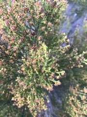 Erica tristis