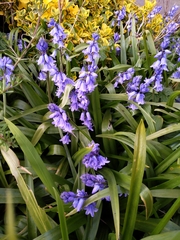 Hyacinthoides × massartiana