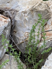 Galium virgatum