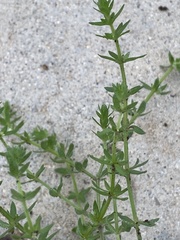 Galium virgatum