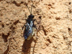 Argogorytes carbonarius