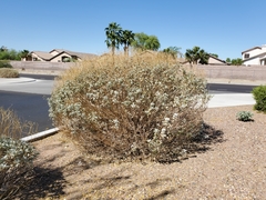 Encelia farinosa