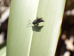 Argogorytes carbonarius