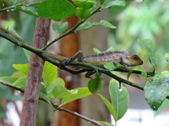 Calotes versicolor